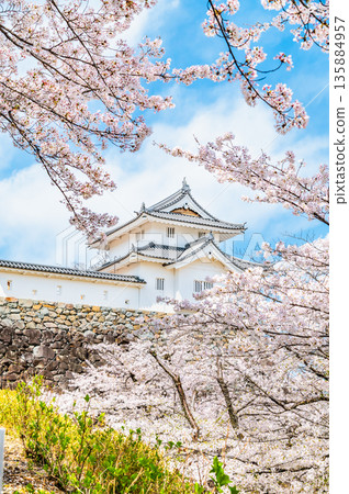 Yamanashi: Cherry blossoms in full bloom at Maizuru Castle Park Inari Tower 135884957