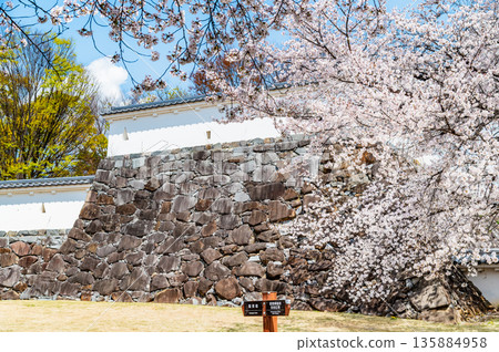 Yamanashi: Cherry blossoms in full bloom at Maizuru Castle Park Yamanashi: Cherry blossoms in full bloom at Maizuru Castle Park 135884958