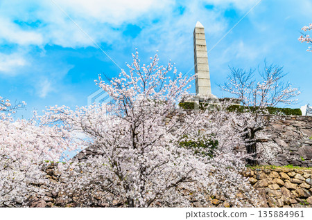 Yamanashi: Cherry blossoms in full bloom at Maizuru Castle Park Yamanashi: Cherry blossoms in full bloom at Maizuru Castle Park 135884961