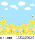A 1:1 version of an illustration of a rapeseed flower field shining against a blue sky 135885025