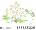 Watercolor illustration of winter plant, Fatsia japonica (Yatsude) flower 135885026