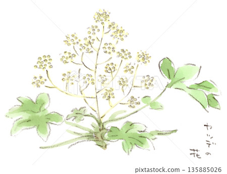 冬季植物八角金盤（八手秋葵）花的水彩插圖 135885026