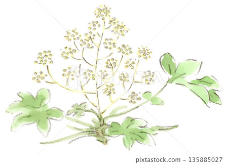 冬季植物八角金盤（八手秋葵）花的水彩插圖 135885027