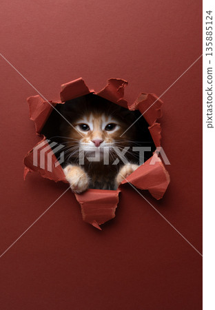 ginger kitten peeking through hole in torn red paper background 135885124