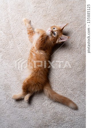 maine coon kitten lying on side on beige carpet maine coon kitten lying on side on beige carpet 135885125