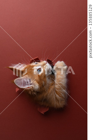 ginger kitten peeking through hole in torn red paper background 135885129