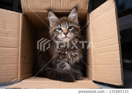 tabby maine coon kitten inside of cardboard box tabby maine coon kitten inside of cardboard box 135885131