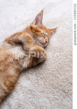 ginger maine coon kitten sleeping on carpet ginger maine coon kitten sleeping on carpet 135885132