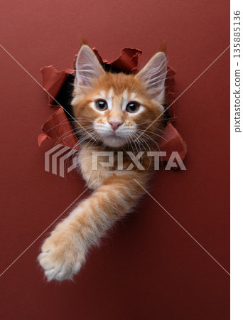 ginger kitten peeking through hole in torn red paper background ginger kitten peeking through hole in torn red paper background 135885136