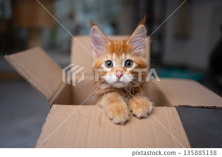 curious ginger maine coon kitten inside of cardboard box 135885138
