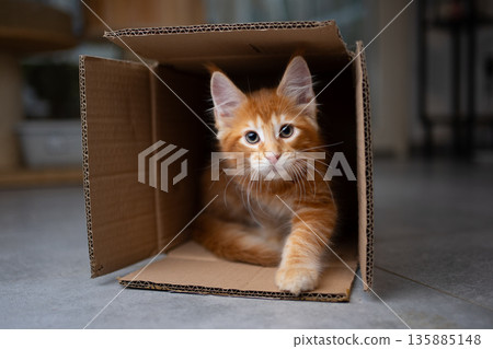 curious ginger maine coon kitten inside of cardboard box curious ginger maine coon kitten inside of cardboard box 135885148