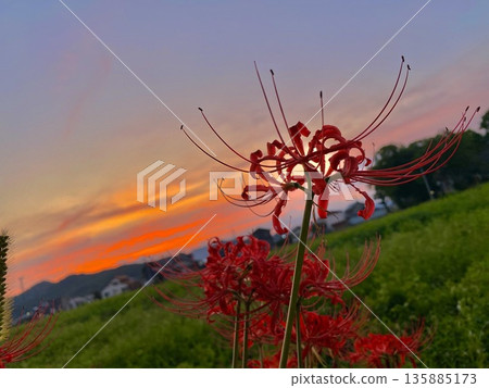 Sunset sky and cluster amaryllis Japanese autumn scenery Sunset sky and cluster amaryllis Japanese autumn scenery 135885173