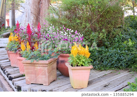 露台秋花 露台秋花 135885294