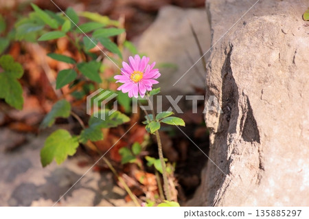 可愛的銀蓮花 135885297