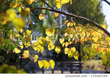 紅芽紫荊葉,亮黃色 紅芽紫荊葉,亮黃色 135885299