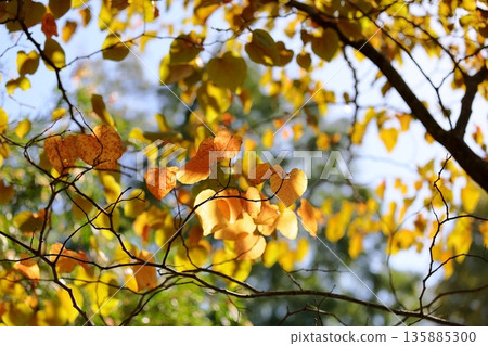 Redbud leaves, bright yellow Redbud leaves, bright yellow 135885300