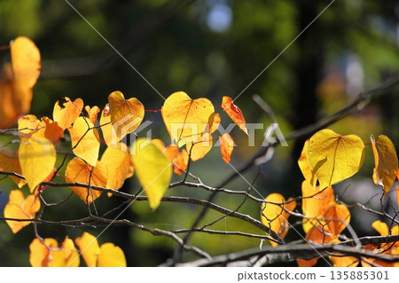 紅芽紫荊葉,亮黃色 紅芽紫荊葉,亮黃色 135885301