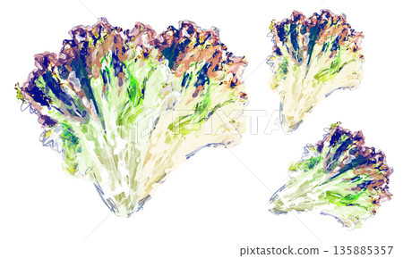 Set of rough watercolor sketches of sunny lettuce 135885357