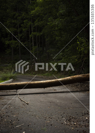 Fallen tree blocking the road Fallen tree blocking the road 135885386