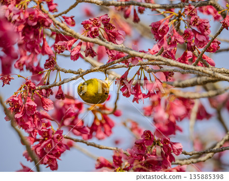 一位迷人的春日雜技演員:一隻日本繡眼鳥懸掛在一棵猩紅的櫻花樹上。 一位迷人的春日雜技演員:一隻日本繡眼鳥懸掛在一棵猩紅的櫻花樹上。 135885398