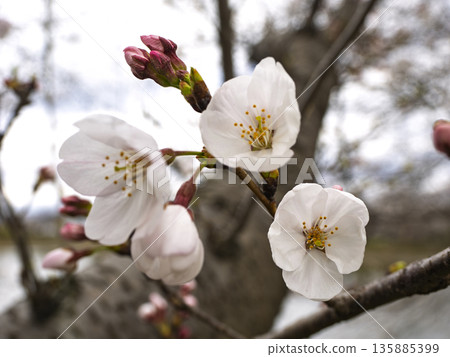 The long-awaited heartbeat of spring, with the buds and blossoms of Somei-Yoshino cherry trees beginning to bloom 135885399