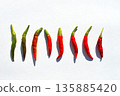 Color change of chili peppers 135885420