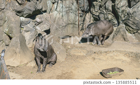 伊豆沙博滕動物園展出兩隻美洲貘,它們生活在岩石棲息地。 伊豆沙博滕動物園展出兩隻美洲貘,它們生活在岩石棲息地。 135885511
