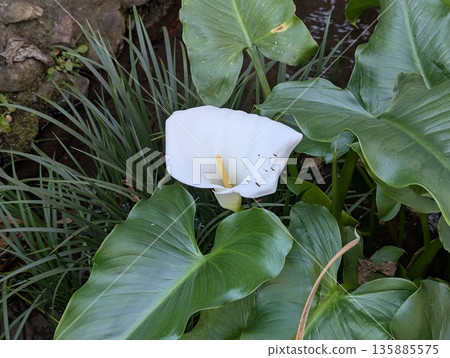 白花 白花 135885575