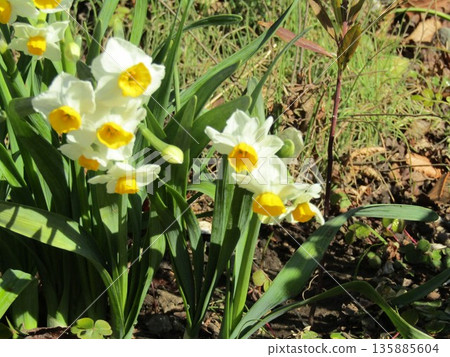 Welcoming the daffodils that herald spring Welcoming the daffodils that herald spring 135885604