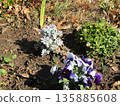 White daisy and viola flowers 135885608