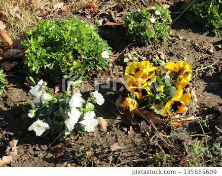 我出門散步，迎面而來的是三色堇花。 135885609