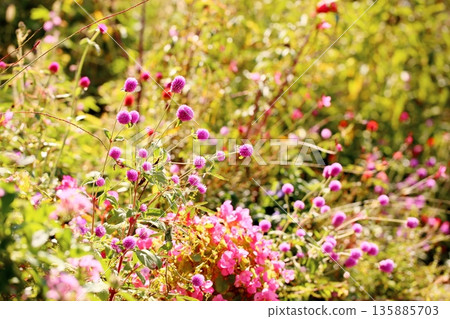 Cute globe amaranth flowers 135885703