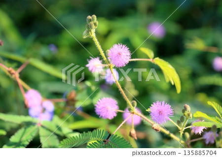 Refreshing mimosa flowers Refreshing mimosa flowers 135885704
