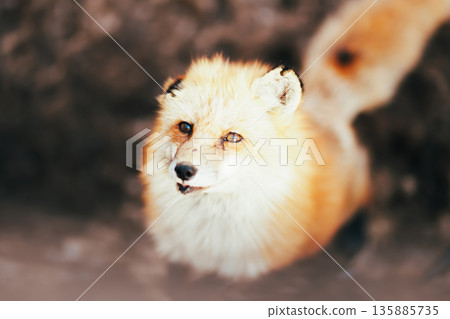 扎奧狐村的狐狸 扎奧狐村的狐狸 135885735