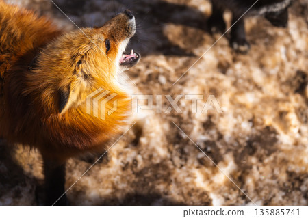 Foxes of Zao Fox Village 135885741