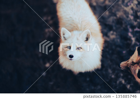 Foxes of Zao Fox Village Foxes of Zao Fox Village 135885746