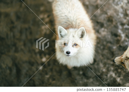 Foxes of Zao Fox Village Foxes of Zao Fox Village 135885747