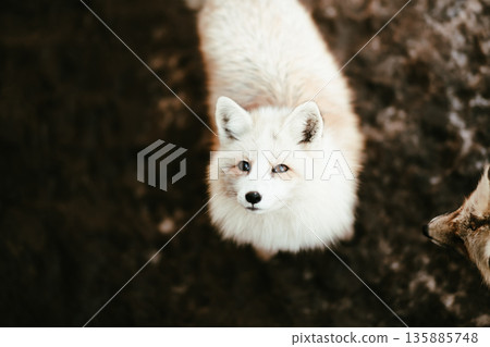 扎奧狐村的狐狸 扎奧狐村的狐狸 135885748