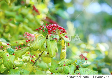 Cute Viburnum berries 135885763