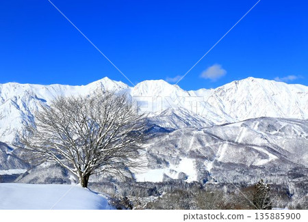 One cherry tree in Nodaira and the Northern Alps 135885900