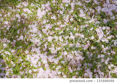 Cherry blossoms petals that fell to the ground Cherry blossoms petals that fell to the ground 135886098