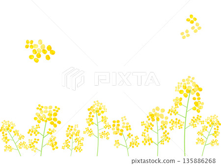 Rape blossom frame Rape blossom frame 135886268