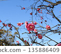 The beautiful pink flowers at Kojima Park are red plum blossoms 135886409
