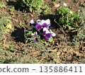 I went for a walk and was greeted by viola flowers 135886411