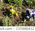 I went for a walk and was greeted by viola flowers 135886412