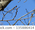 Cherry blossom buds still firm against the blue sky 135886414