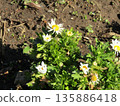 North pole white flowers 135886418