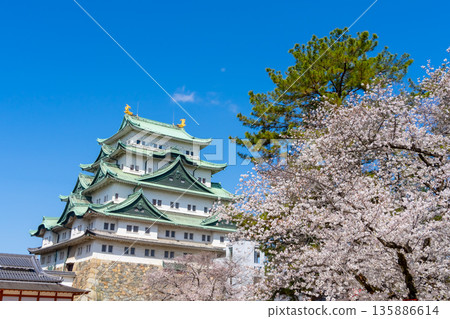 名古屋城和盛開的櫻花 名古屋城和盛開的櫻花 135886614