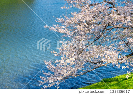 Cherry blossoms along Sakurada Moat, Imperial Palace, Tokyo Cherry blossoms along Sakurada Moat, Imperial Palace, Tokyo 135886617