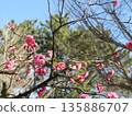 The beautiful pink flowers at Kojima Park are red plum blossoms 135886707